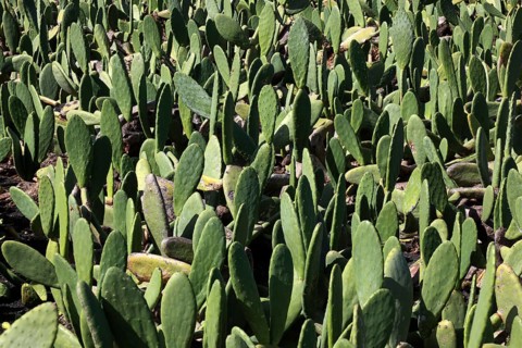 (Opuntia) plantations for the breeding of the cochineal scale insect, near Guatiza, Lanzarote,