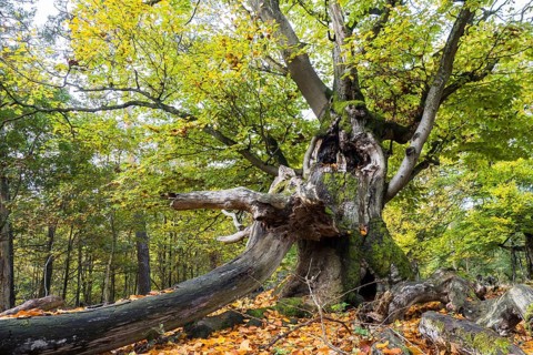Old hute beech in autumn