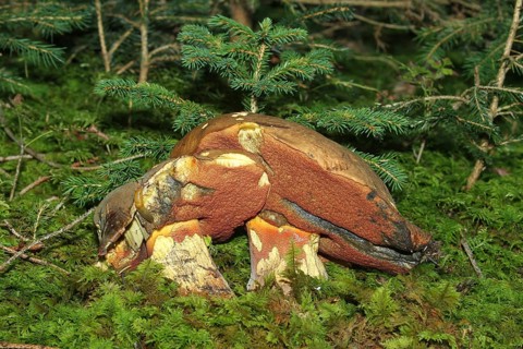 Lurid bolete