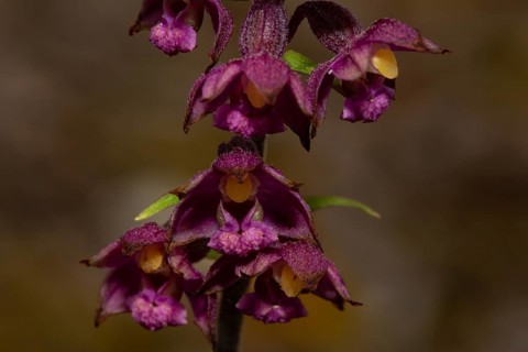 Red-brown hellebore