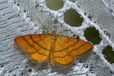 Golden yellow meadow dwarf moth Butterfly with open wings sitting on white curtain from behind