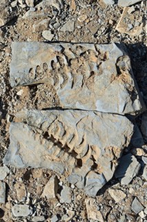 Approx. 300 million year old fossils of Mesosaurus tenuidens near Keetmanshoop