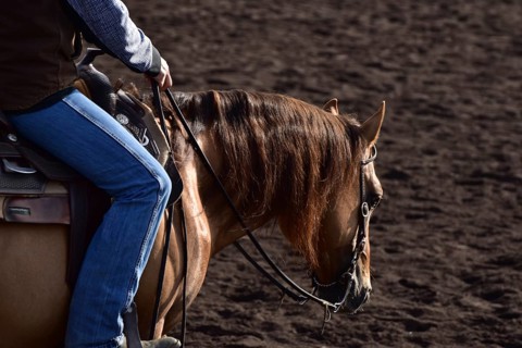 Detailed view of the head and neck with equipment of an American Quarter Horse in training