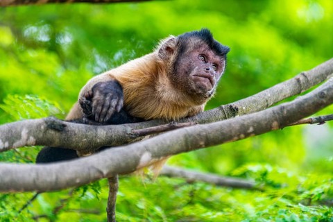 Capuchin monkey