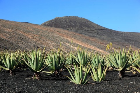 Aloe Vera Plantation at Orzola
