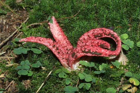 Mushroom