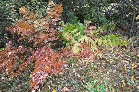 Royal fern