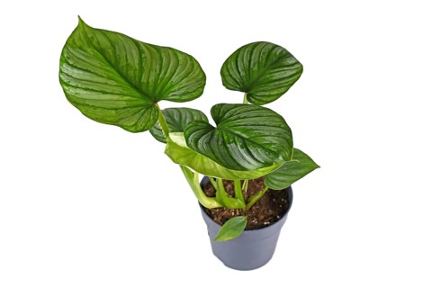 Exotic 'Philodendron Mamei' houseplant with with silver pattern in flower pot on white background