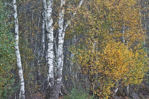 Warty birch