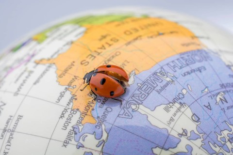 Ladybug walking on a little colorful model globe