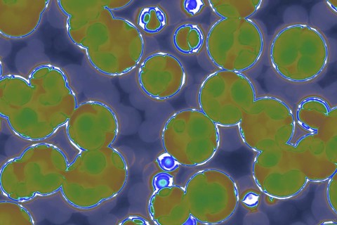 Shape of bacterial cell: cocci