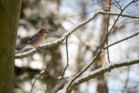 Eurasian jay
