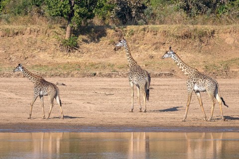 Rhodesian giraffe