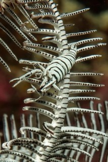 Camouflaged feather star