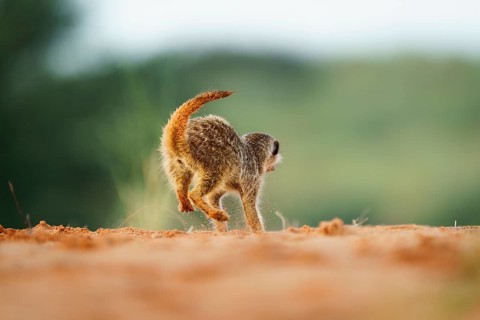 Meerkat