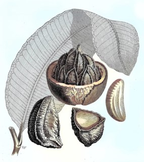 Brazil nut