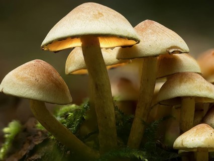 Group of green-leaved sulphur tuft