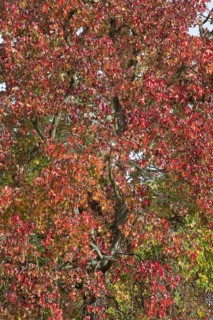 Sweetgum