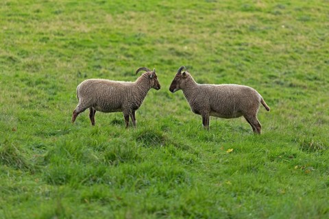 Jacob Sheep