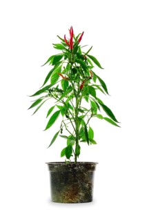 Red thai chili pepper isolated on white background. Bush of chili pepper for home gardening