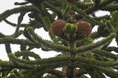 Monkey puzzle tree