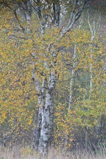 Warty birch