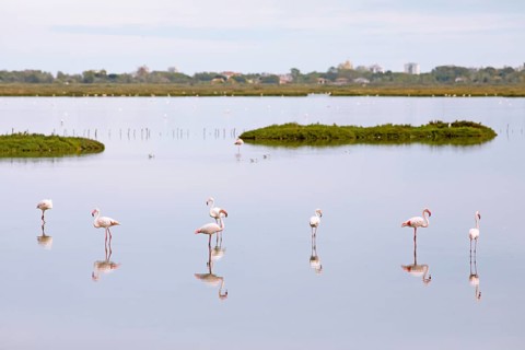 Flamingos
