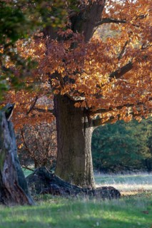 Strong trunk of an oak