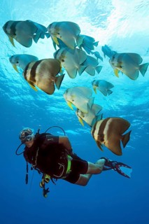 Older diver viewed swimming next to small school of orbicular batfishes