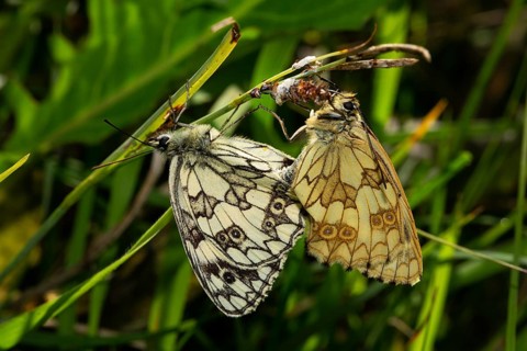 Marbled white two moths mating hanging on a stalk looking different