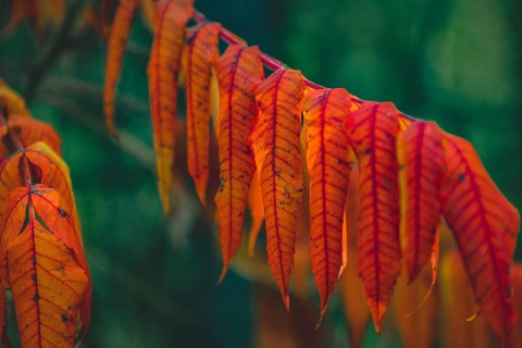 Staghorn sumac