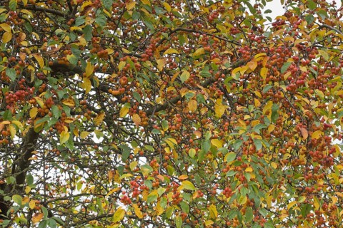 Apple tree