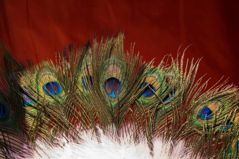 Beautiful bird feathers for decorative purposes