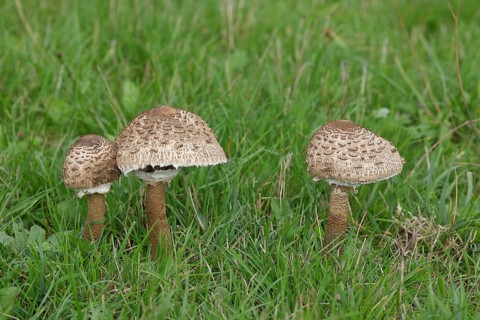 Giant umbrella mushroom or parasol mushroom