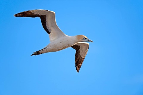 Cape Gannet