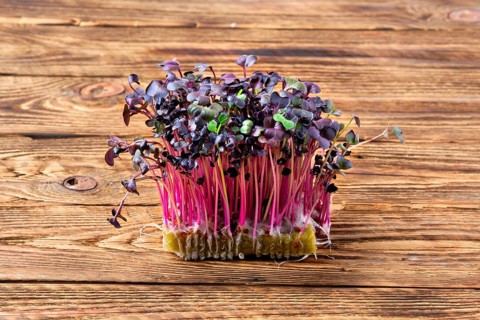 Fresh microgreens. Sprouts of sango radish on wooden background