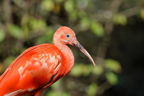 Red Sickler or scarlet ibises