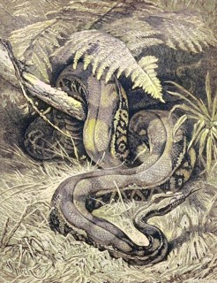 The boa constrictor