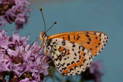 Red Melitaea butterfly with closed wings sitting on pink flower looking left against blue sky