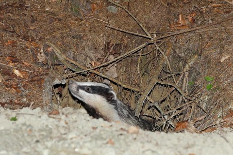 European badger