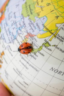 Ladybug walking on a little colorful model globe