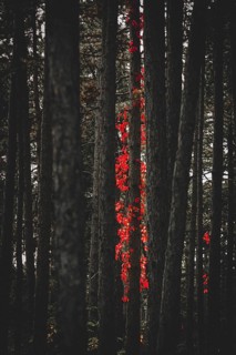 Virginia creeper