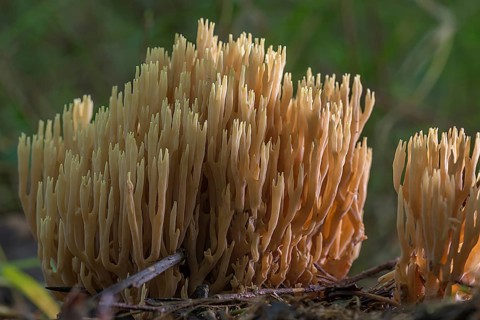 Stiff coral