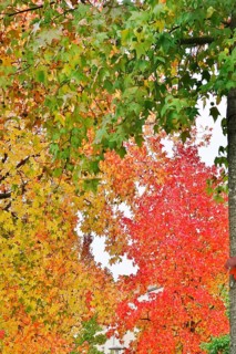 Magnificent amber trees