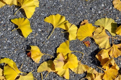 Autumn ginkgo