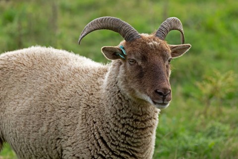 Jacob Sheep