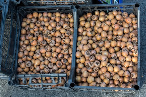 Freshly picked up ripe medlar
