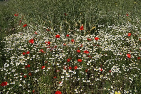 Blue chamomile