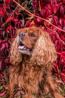 A Cavalier King Charles Spaniel dog with brown fur