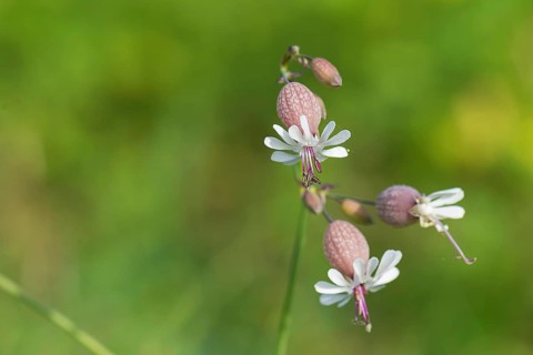 Bladder campion
